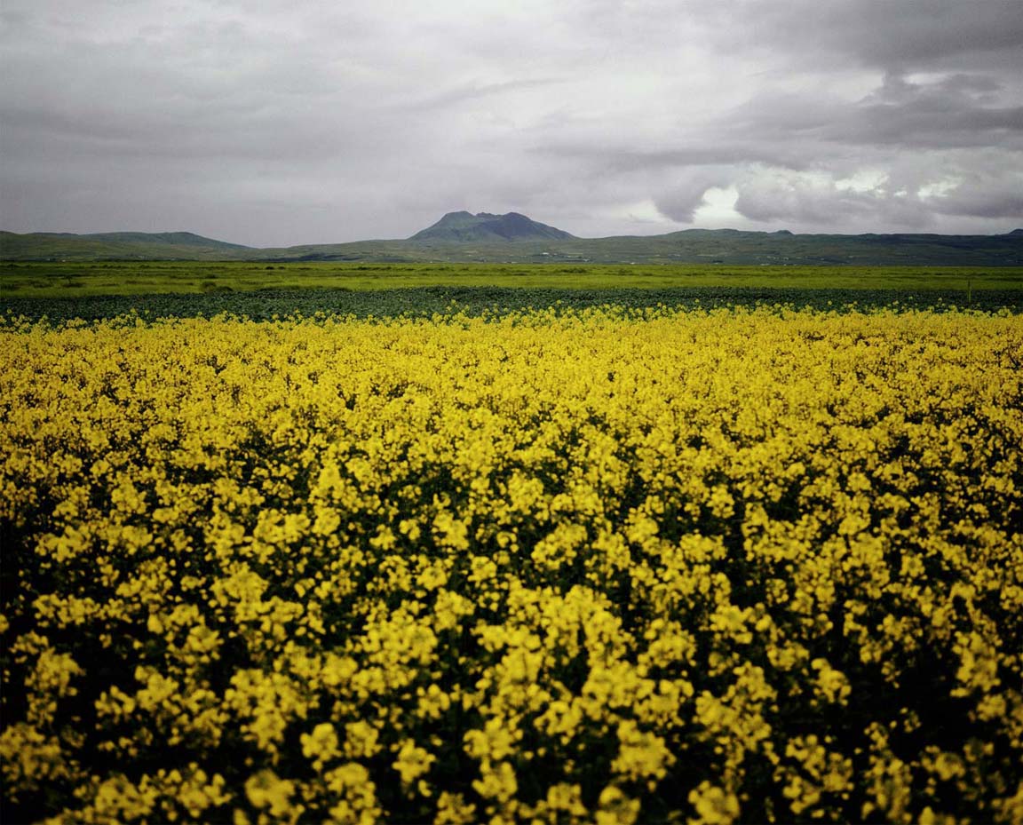 07_Yellow Field.jpg