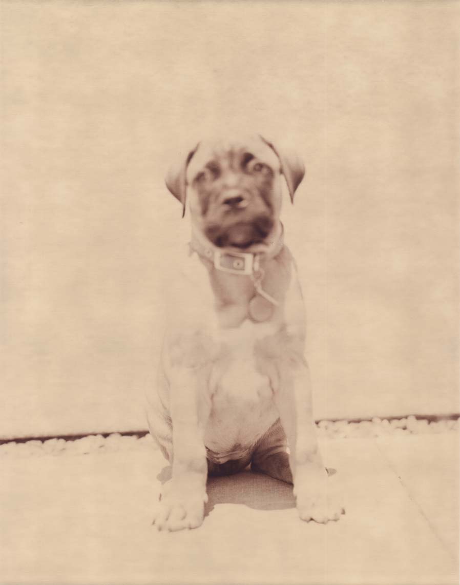 Bella-Butler-Pup.jpg