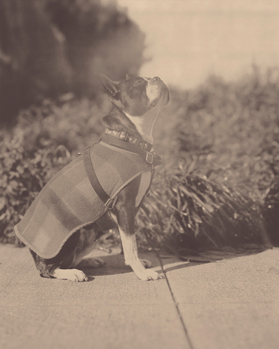 Best-of-Breed.jpg